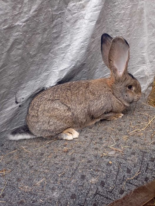 Sprzedam samicę olbrzyma belgijskiego szarego