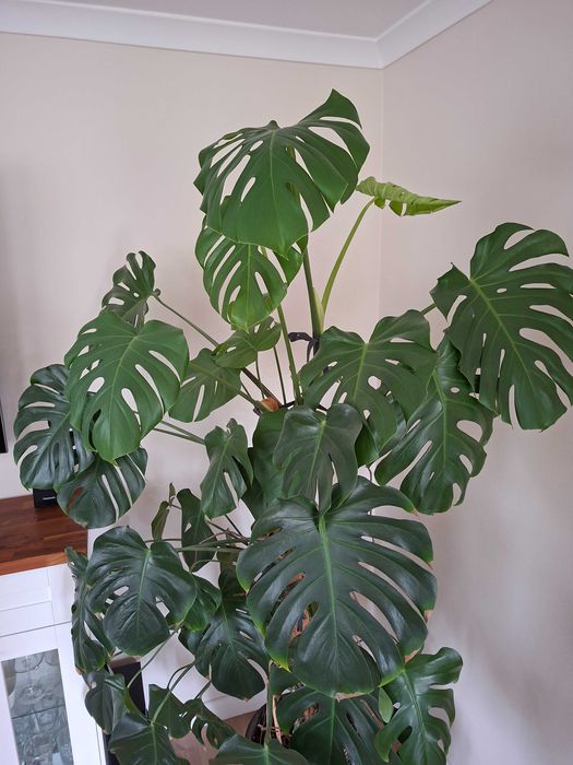 Monstera- kwiatek doniczkowy