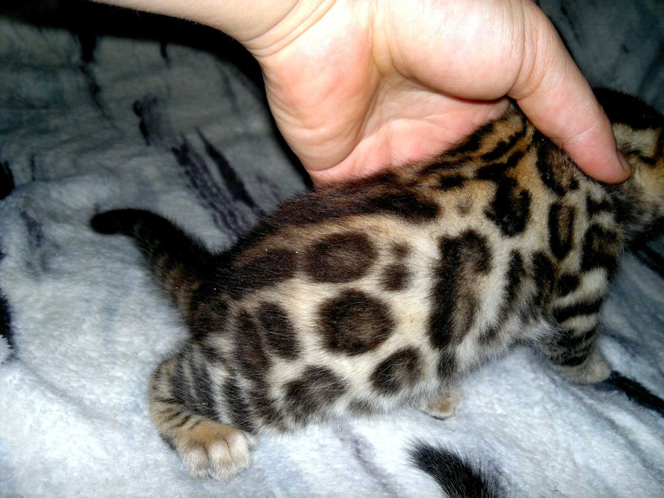 Чистокровний бенгальський хлопчик WCF в окрасі BENn24