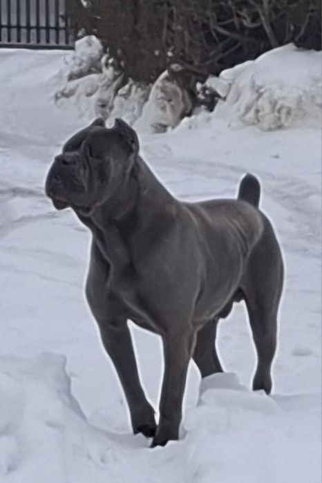 Cane corso suczka Błękitna