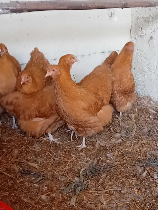 Galinhas de Raça PURA
