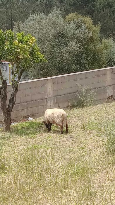 Vendo borrego perto de fazer um ano