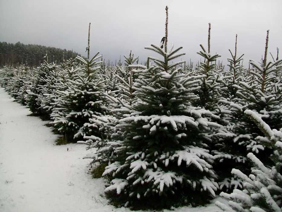 Choinki Cięte Świerk Srebrny 170-200cm Plantacja