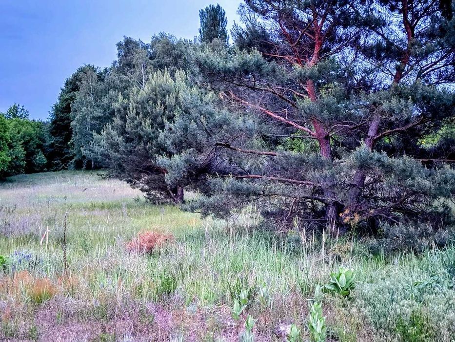 Ділянка с соснами 6 сот с. Білогородка - View 5