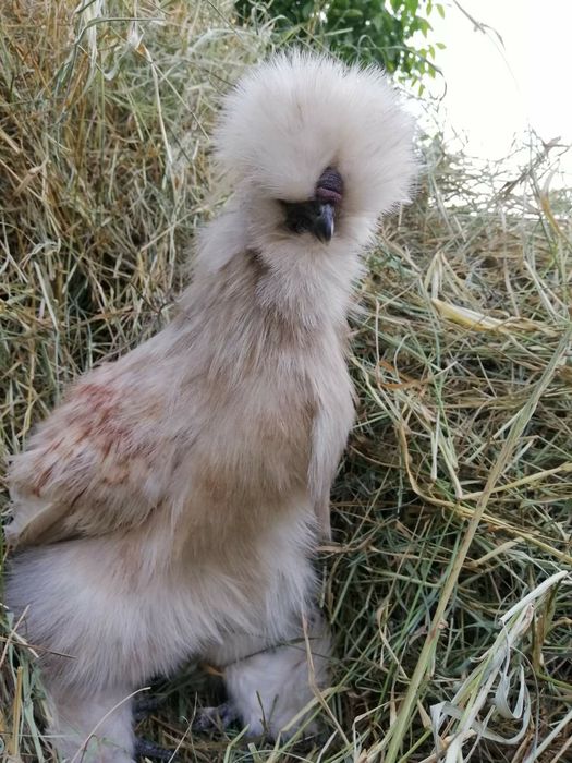 Інкубаційні яйця курочок китайські  шовтові