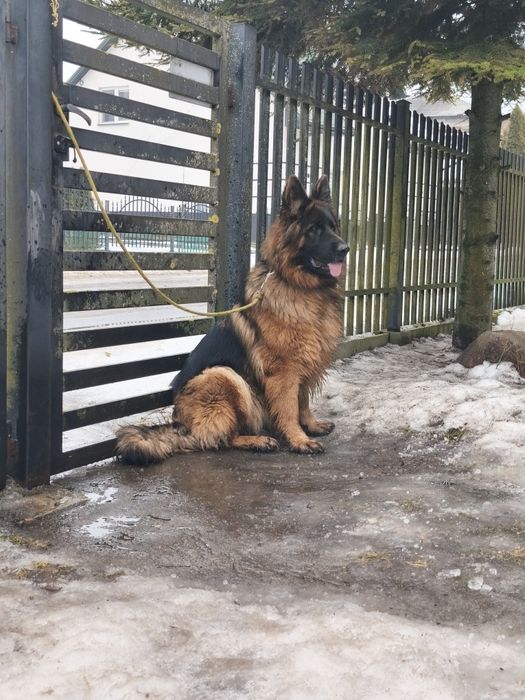 Owczarek niemiecki długowłosy ,,suka,,