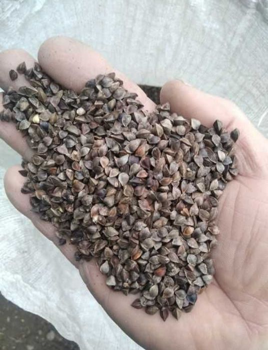 Продам гречку насіневу