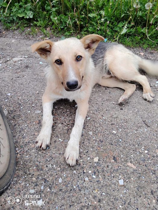 подарую собак в добрі руки