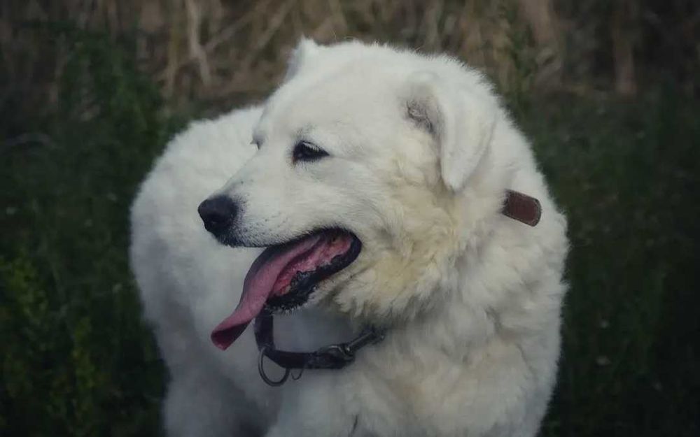 Pokochaj Monę - białą, majestatyczną sunię!