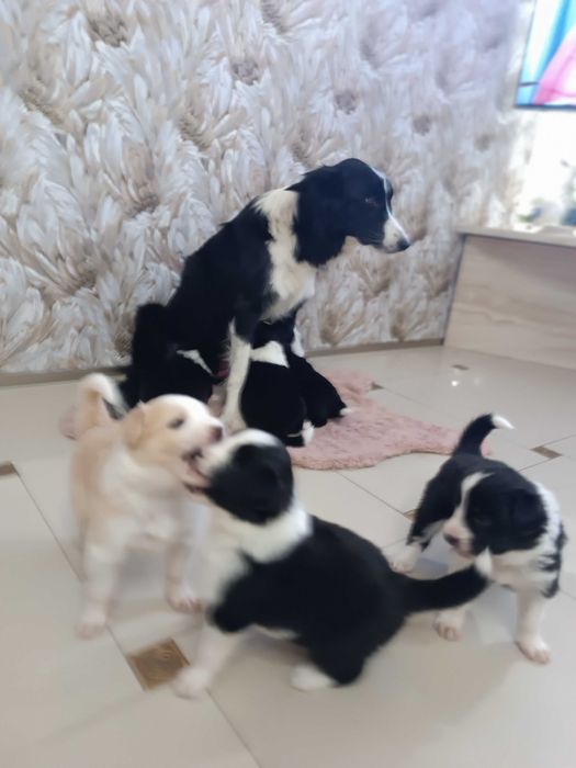 Border Collie szczeniaczek z rodowodem