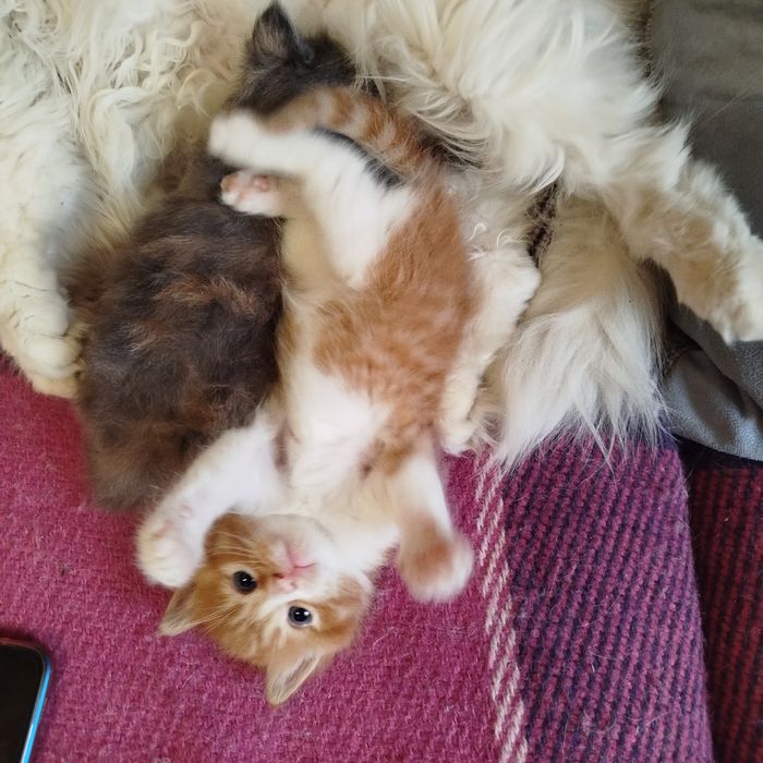 Віддам рудого котика кошенята