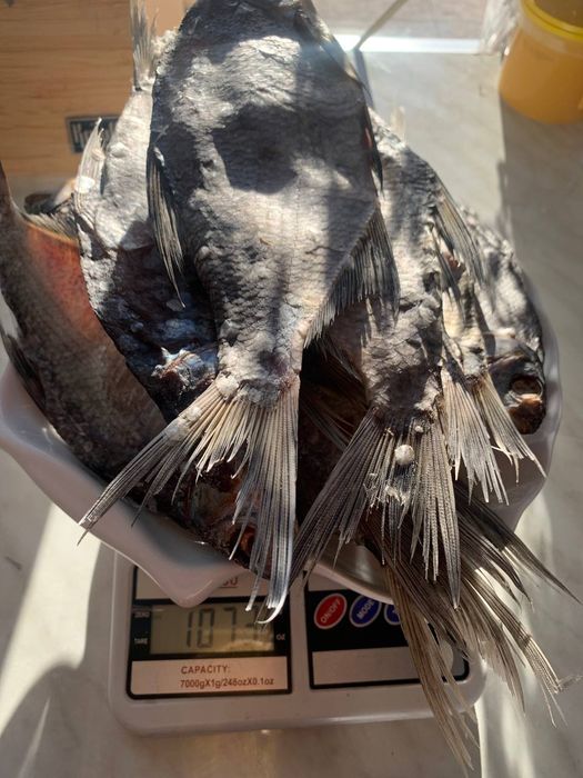 Тарань (густера)