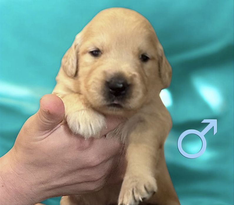 Golden retriever ZKwP/FCI linia amerykańska