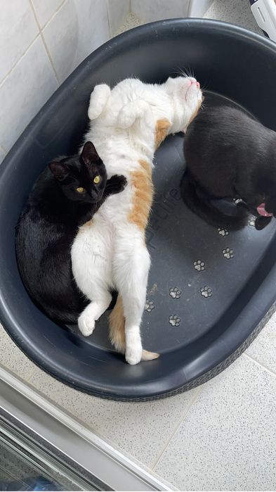 Doar gatinhos grandes