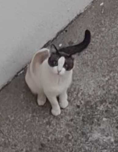 Gato Venice - para Adopção responsável ou FAT