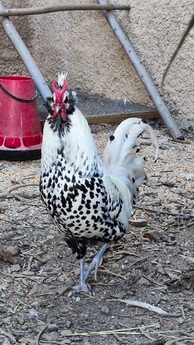 Ovos paduana camurça, Appenzeller, Pequim e Sultanas, sebright dourada