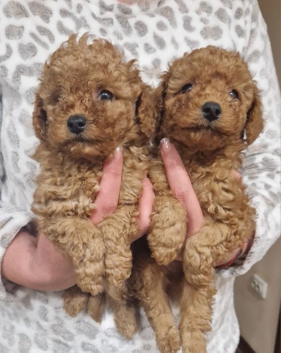 Той пуделята. Малюки.