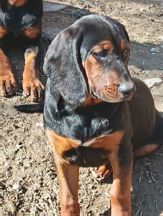 Suczka gończy polski