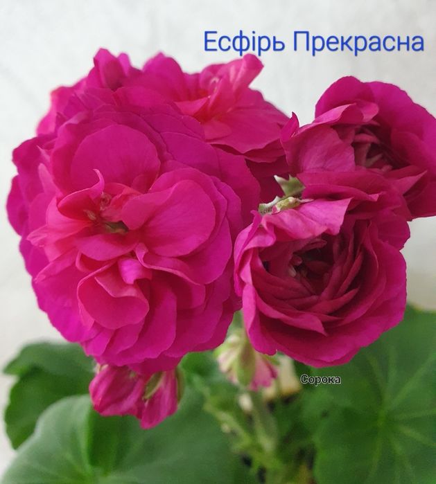 Пеларгонія/50 сортів