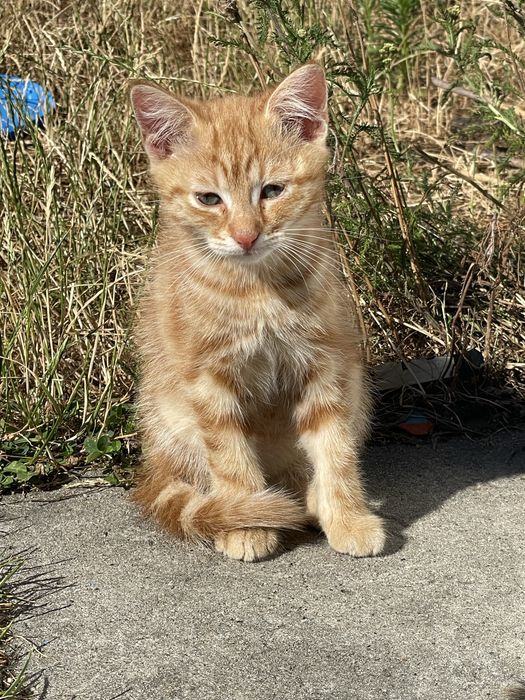 Kot i kotki do adopcji