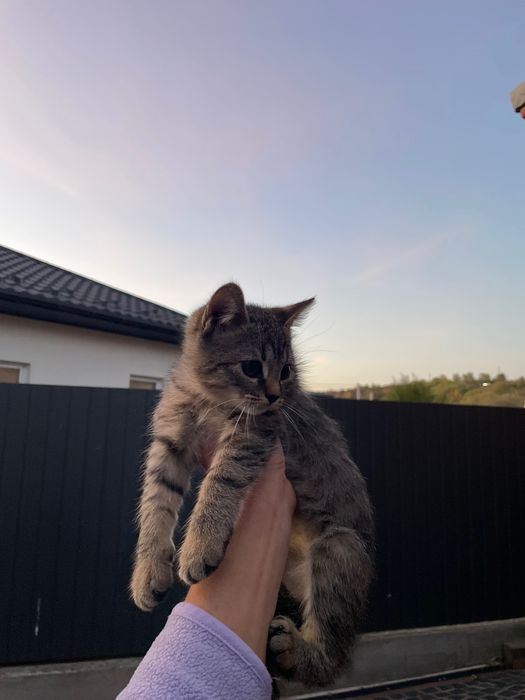 Віддаємо котят у хороші руки !