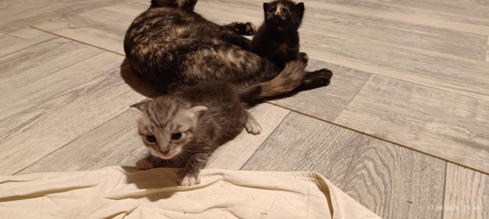 Кошенята в добрі руки