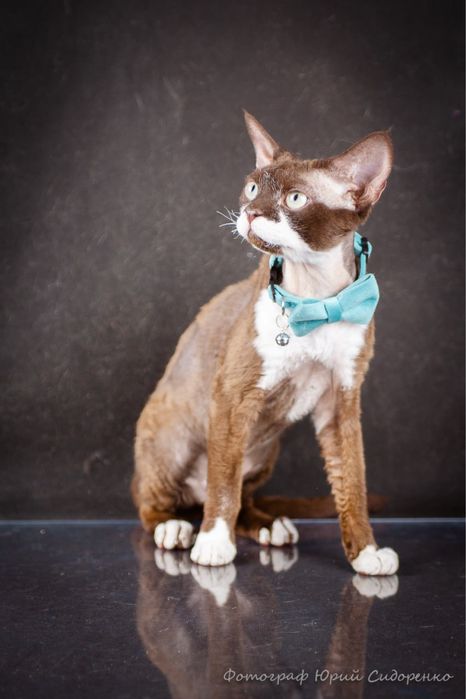 Вязка  Devon Rex  Девон Рекс Кандидат в Чемпионы Европы (2 из 3 оценок