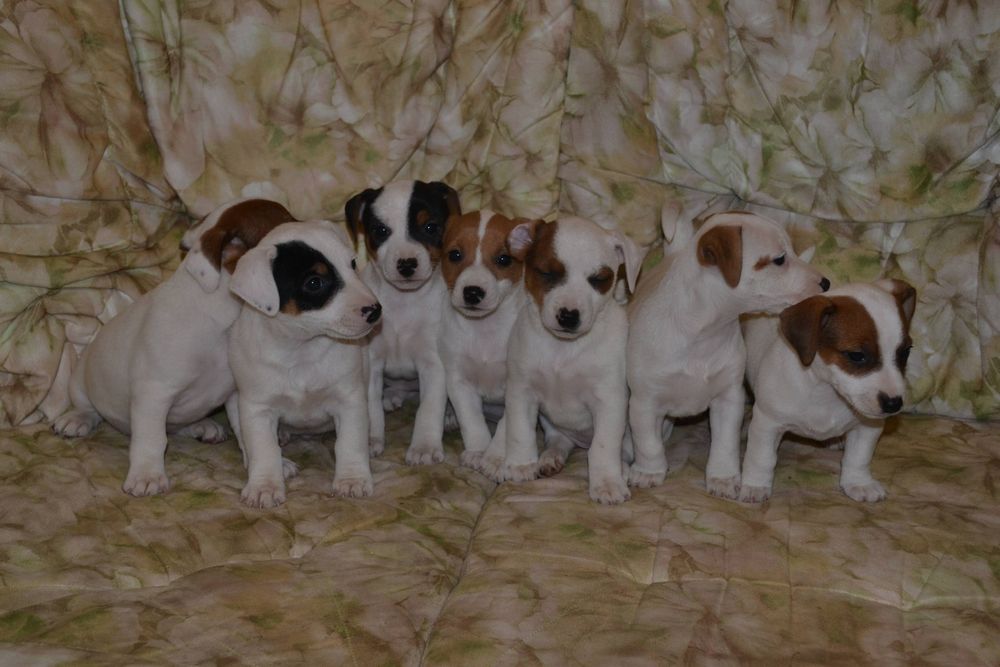 Ціну знижено! Цуценята  джек рассел тер'єр 2міс