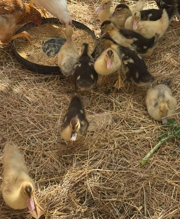 Patos mudos com 1 mês e meio e 3 dias