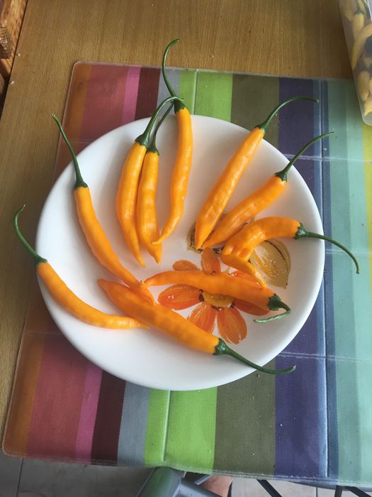 Sementes de malagueta aji guyana