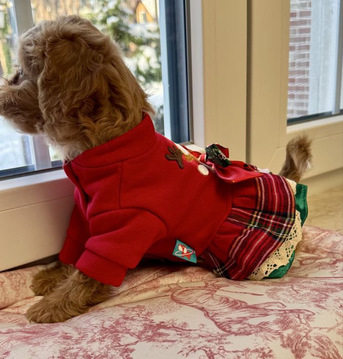 Мальтіпу F1 - міні дівчинка