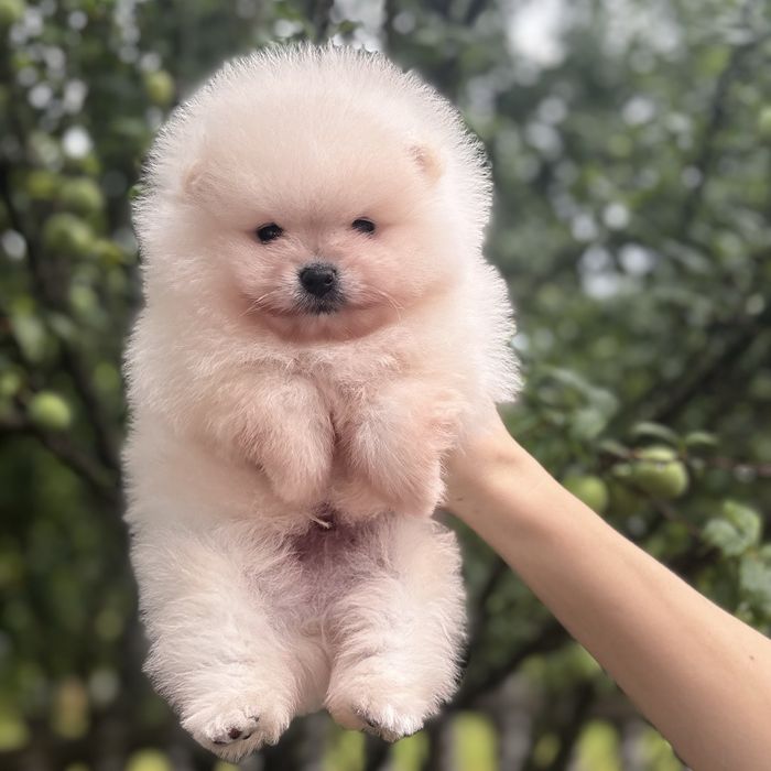 хлопчик шоу класу тип ведмедик