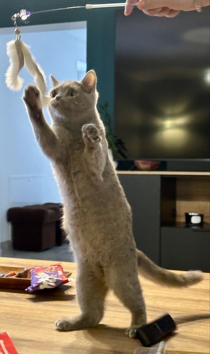 Kocurek brytyjski liliowy FPL/ FIFe