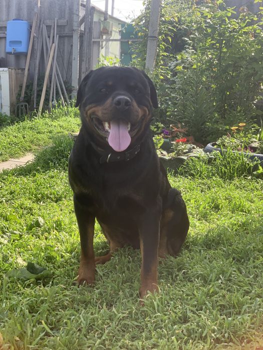 Ротвейлер вязка