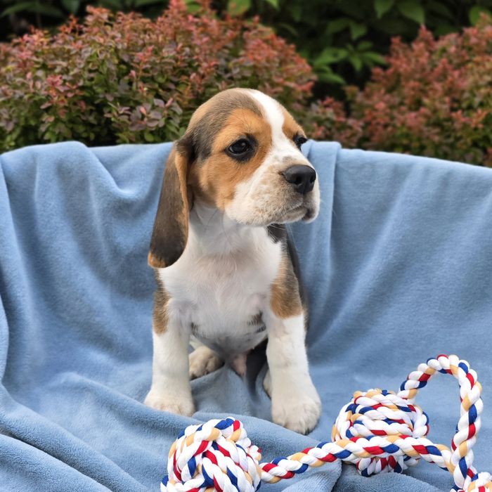 Beagle, szczeniak, ZKwP FCI, piesek Forest