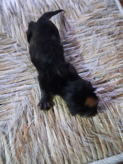 Gatinhos para adopção responsável