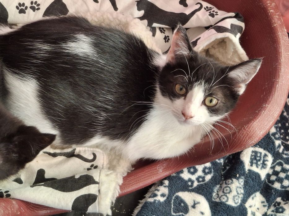 Gatinho bebé procura família