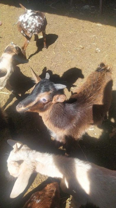 Cabritas Serranas