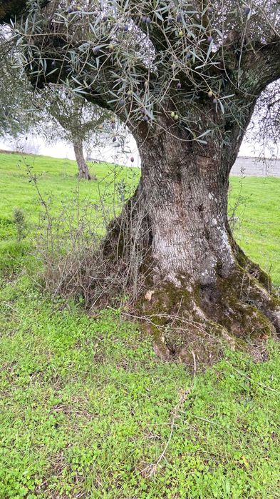 Azeite a granel de Mirandela
