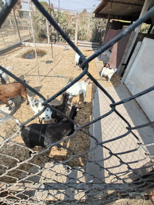 Vende-se Rebanho de Cabras e Bodes