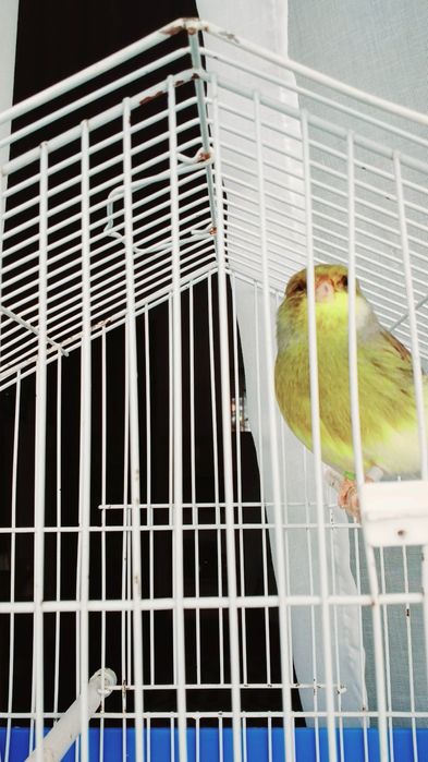 lindo e pronto por criação.