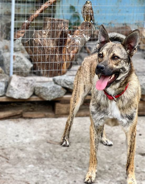 Тайгер ищет семью