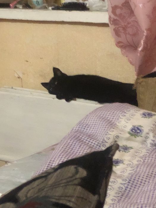 Відам котика безкоштовно