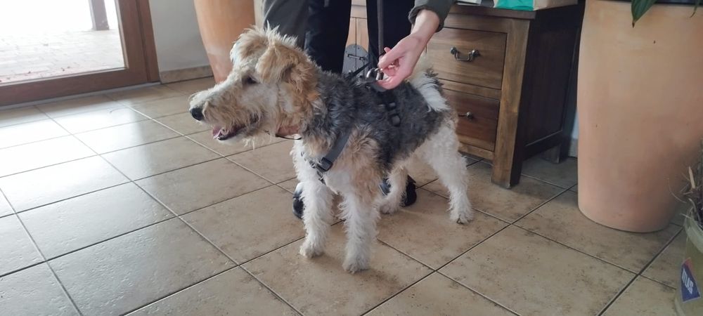 Znaleziono psa okolice Strumienia