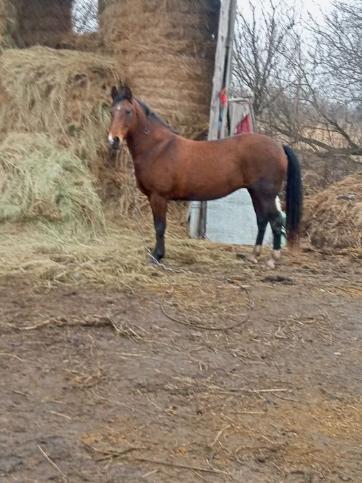 Продам кобилу вісім років молода гарна
