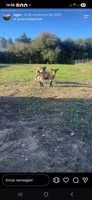 Casal cabras com 6 meses