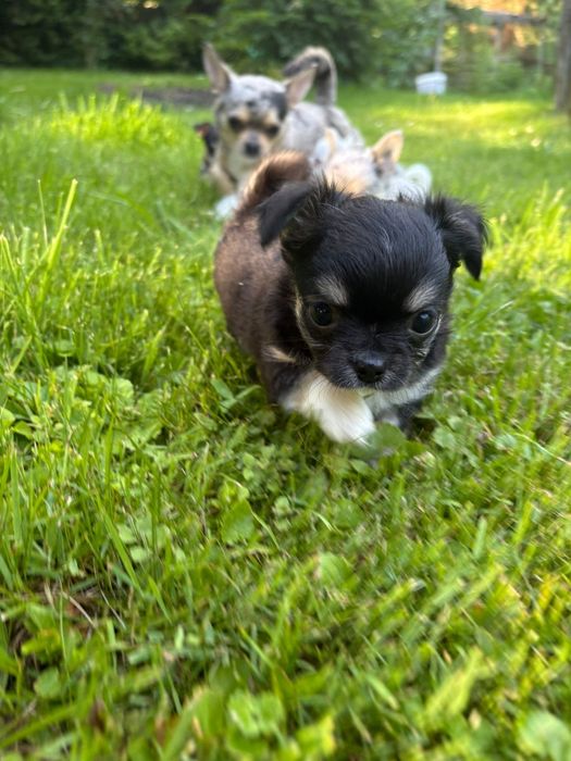 Chihuahua długowłosy piesek