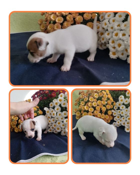 Джек расл цуцики