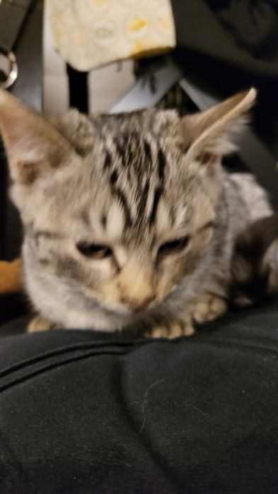 Fotelik do auta britax max way rwf 9 25 kg