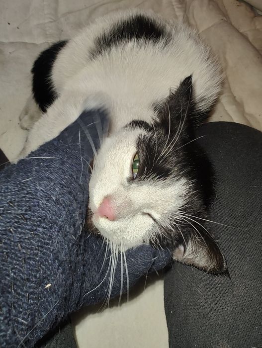 Pan Łaciaty szuka domu